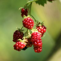 Brombeere