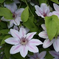 Clematis