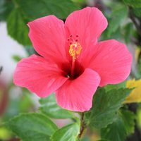 Hibiskus
