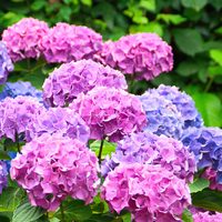 Hortensie
