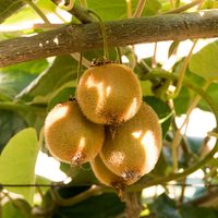 Kiwi
