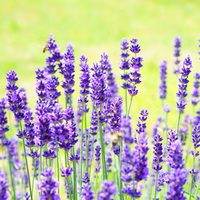 Lavendel