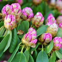 Rhododendron