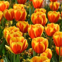 Tulpe