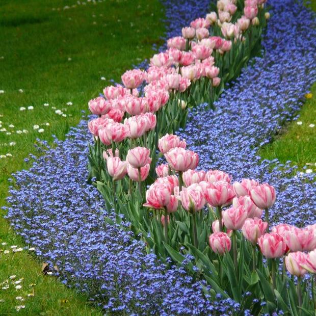 Frühlingsbeet mit Tulpen und Vergissmeinnicht
