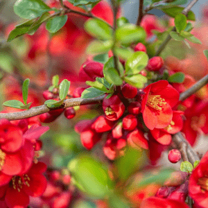 Hochwertiger Ziersträucherschnitt